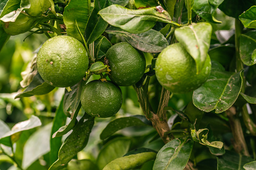 citrus